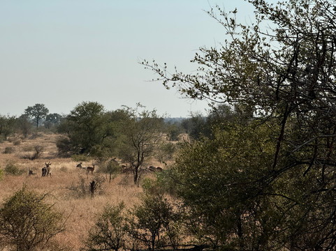 Dongeni Safaris-雾观必去景点
