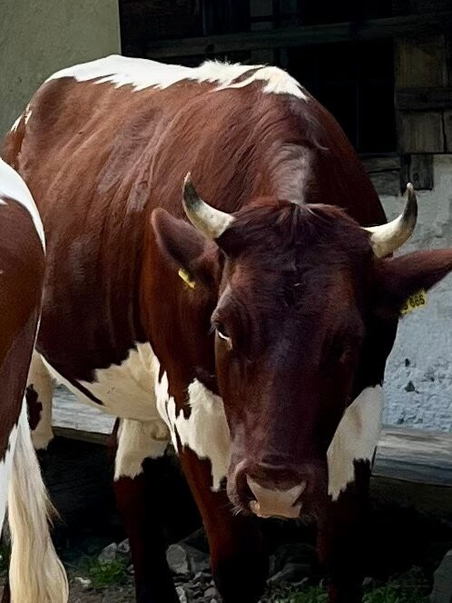 Halsalm-拉姆绍必去景点