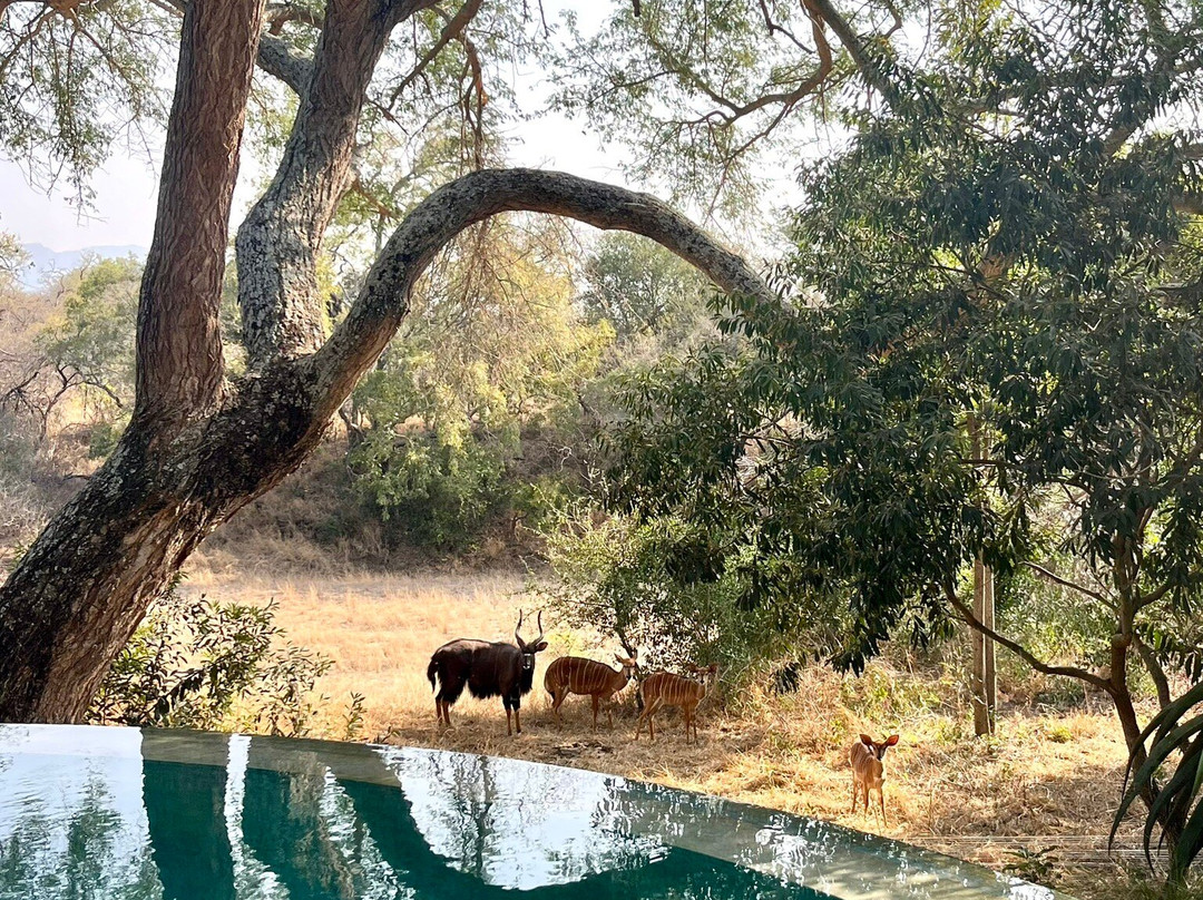 Little Africa Safari Lodge主图