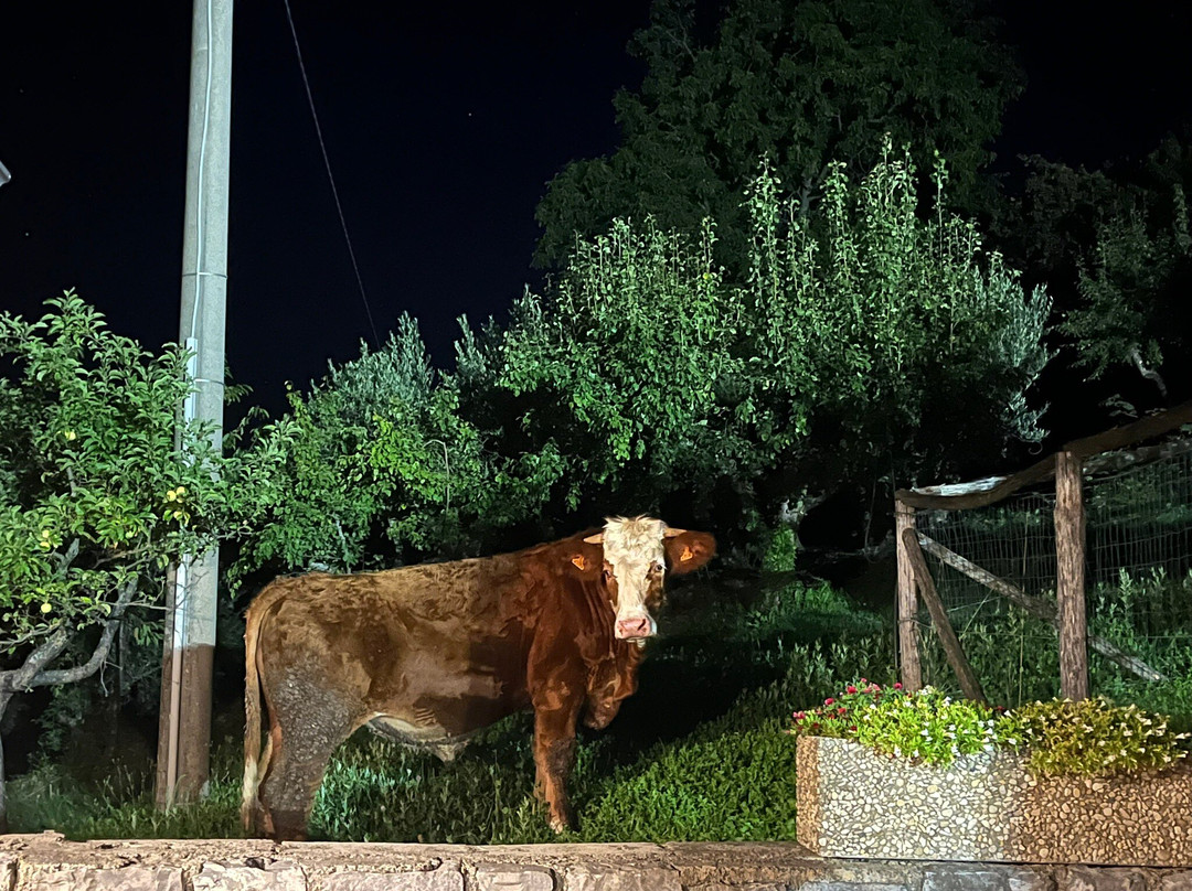 Agriturismo Terra Verde主图