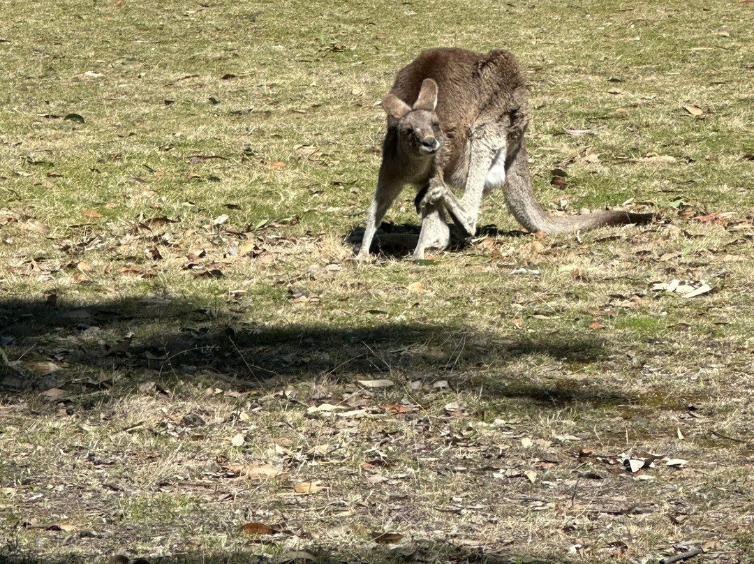 Girraween Country Inn主图