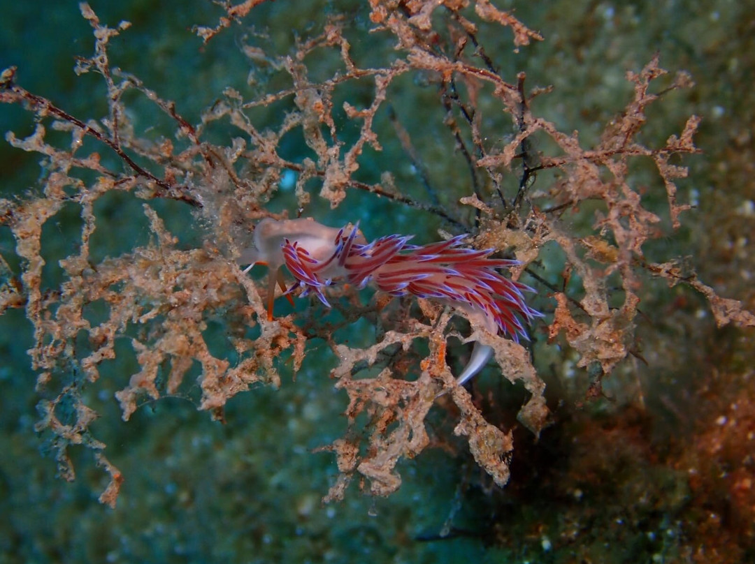 Paros Diving Center景点图片