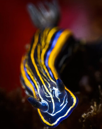 Poseidon Dive Center Portugal-塞新布拉必去景点