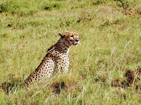 Lwt safaris-莫西必去景点