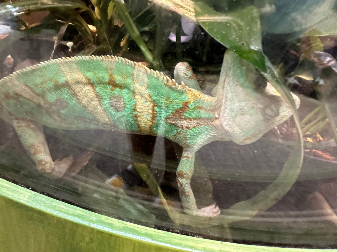 Palo Alto Junior Museum & Zoo-帕罗奥多必去景点