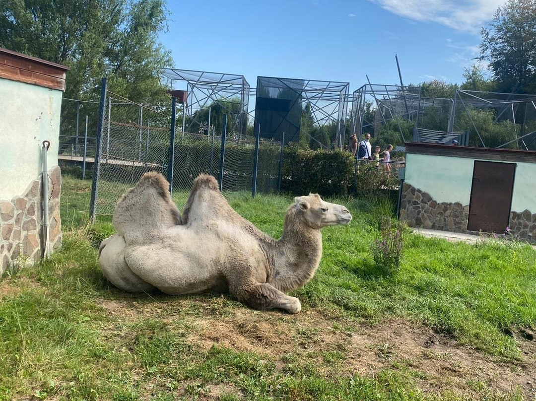 Zoo Brasov景点图片