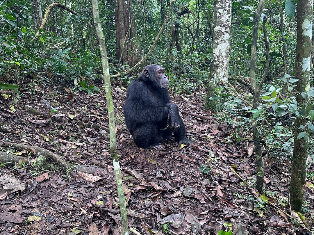 Gorilla Safari Consultants-坎帕拉必去景点