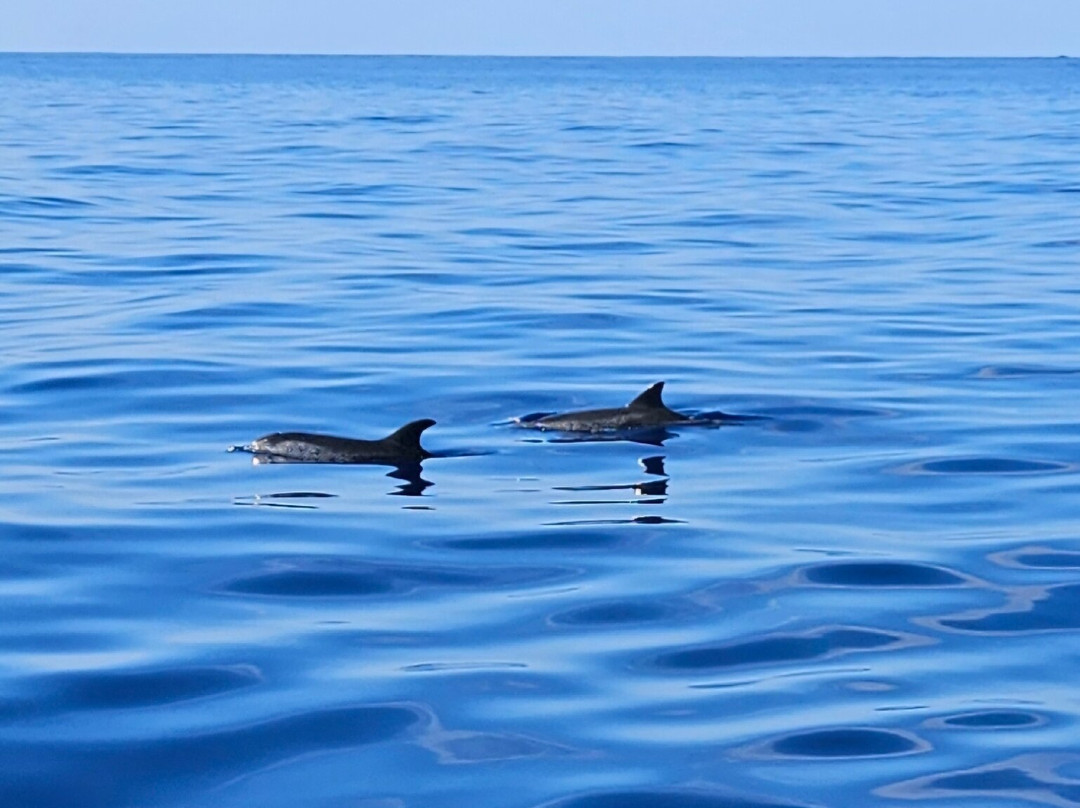 Lobosonda - Madeira Whale Watching-卡列塔必去景点