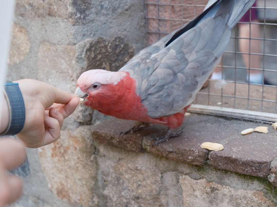 Vogelburg景点图片