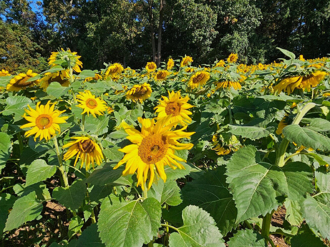 Sunflowers in Jarrettsville景点图片