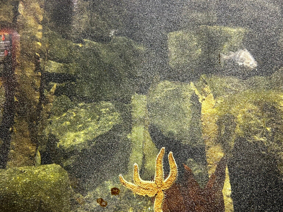Galway Atlantaquaria景点图片