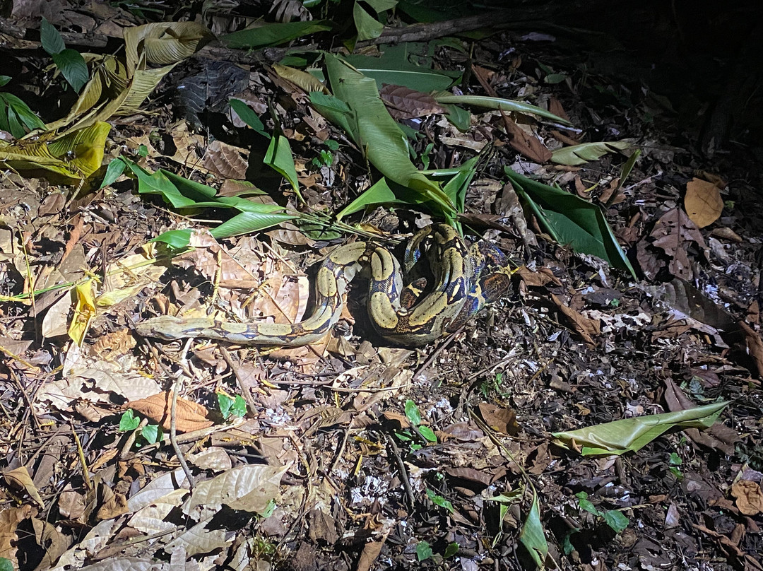 Jungle Night Walk景点图片