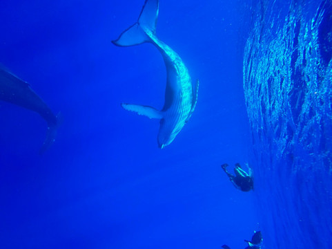 One With Whales-Rurutu必去景点