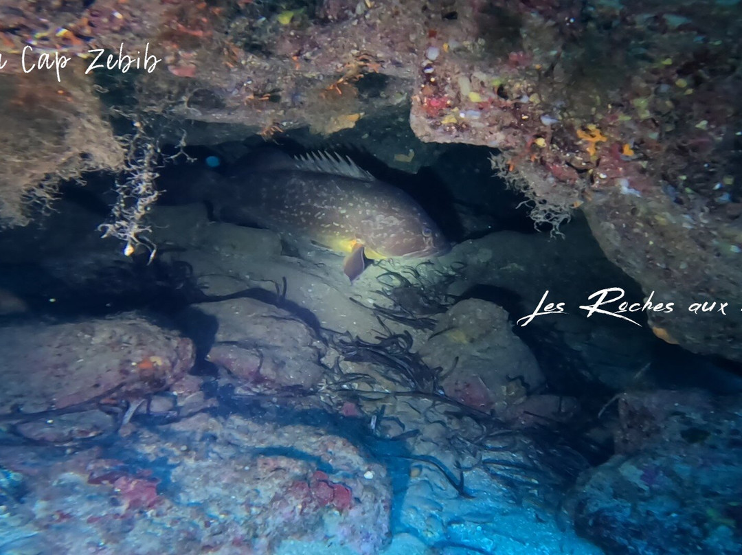 Mouja Diving Club-比塞大必去景点