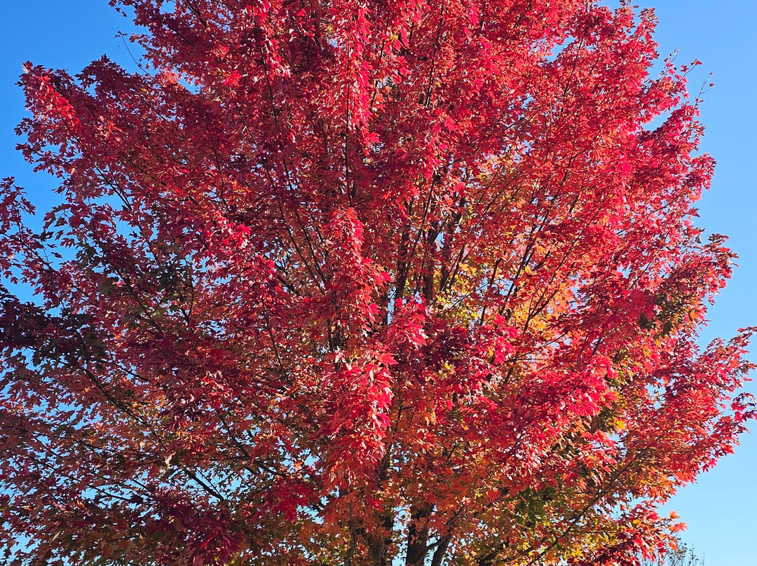 Three Chimneys Farm-Versailles必去景点