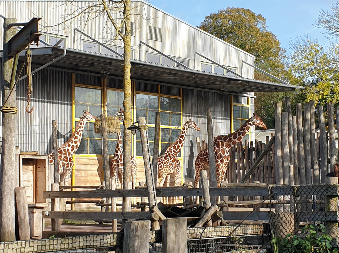 Odense Zoo-欧登塞必去景点