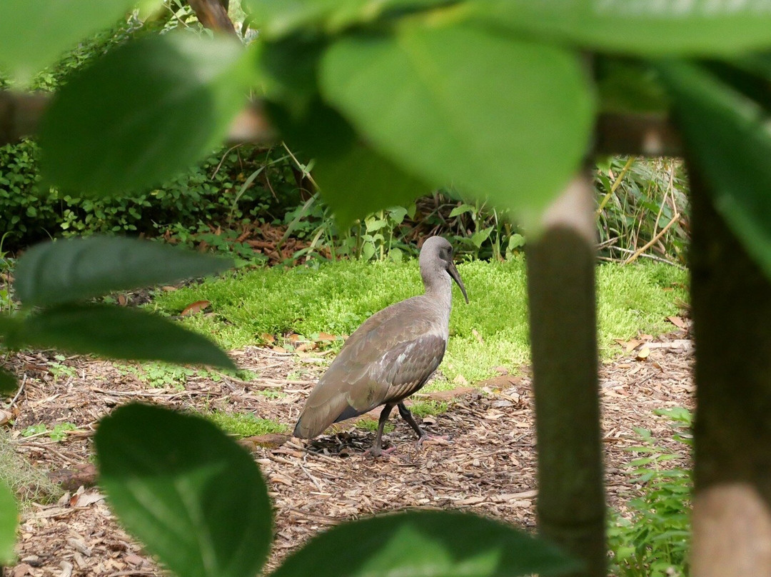 Stellenbosch University Botanical Garden-斯泰伦博斯必去景点