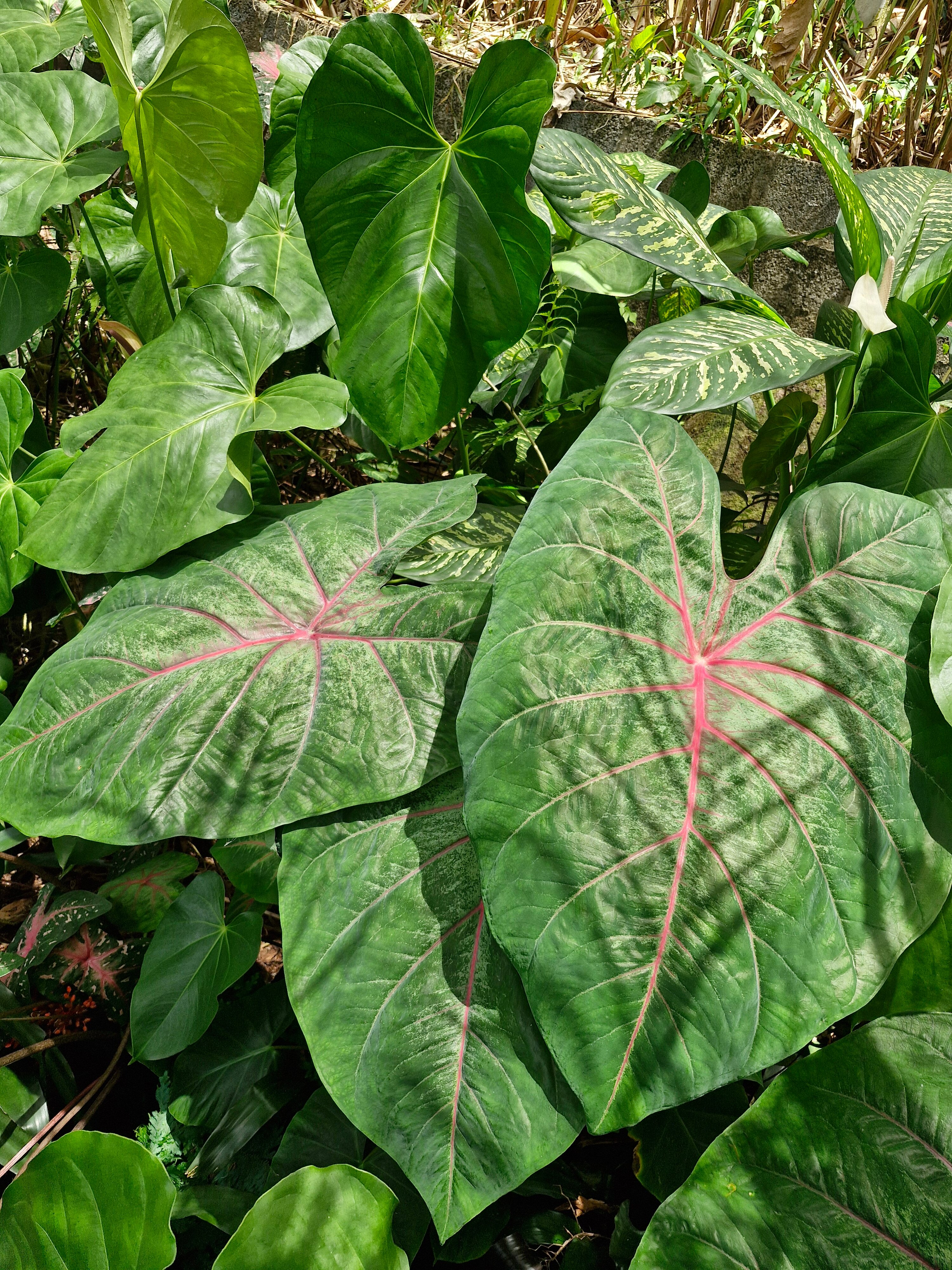 Kot Man-Ya Exotic Flower Garden用户实拍