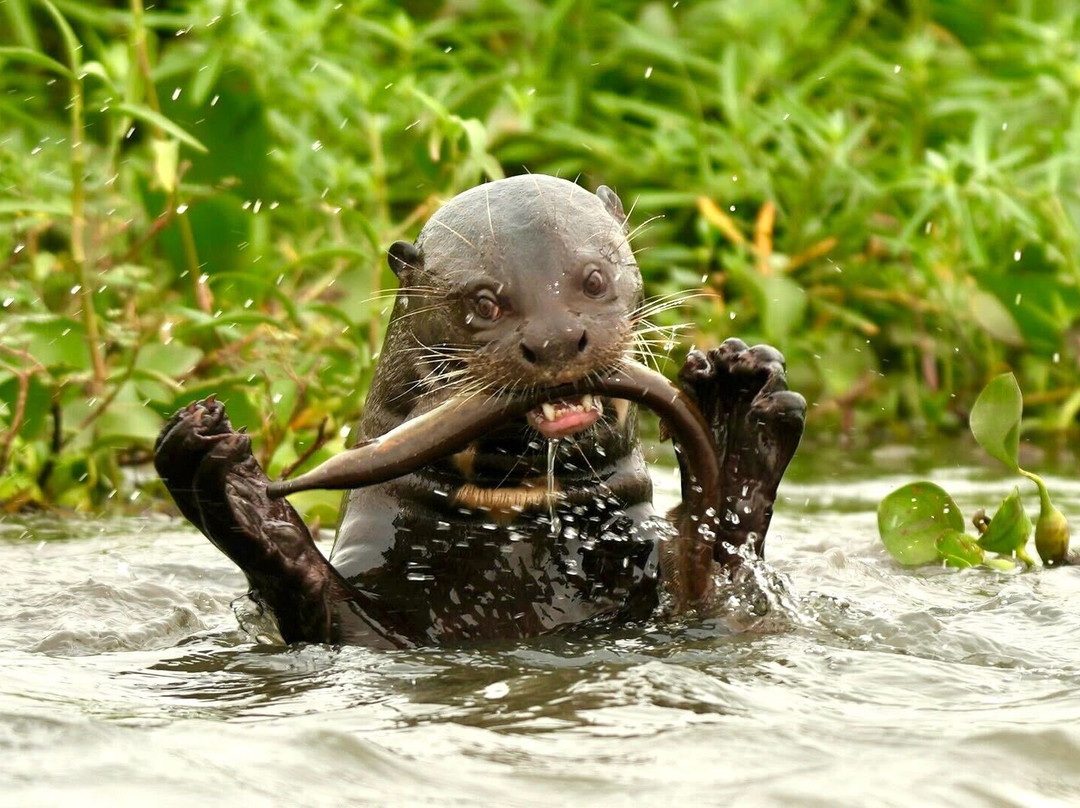 Pantanal Jaguar Safaris景点图片