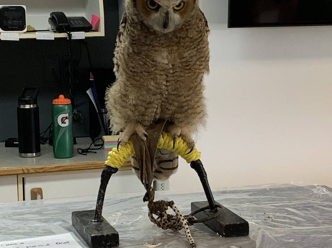 Alberta Birds of Prey Visitor's Centre-Coaldale必去景点