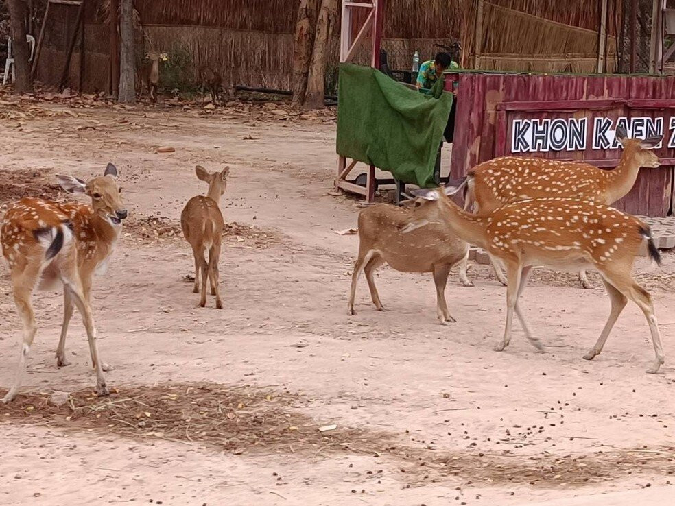 Khonkaen Zoo景点图片