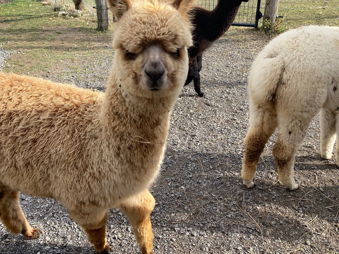 Little Foot Alpacas-Spencerville必去景点