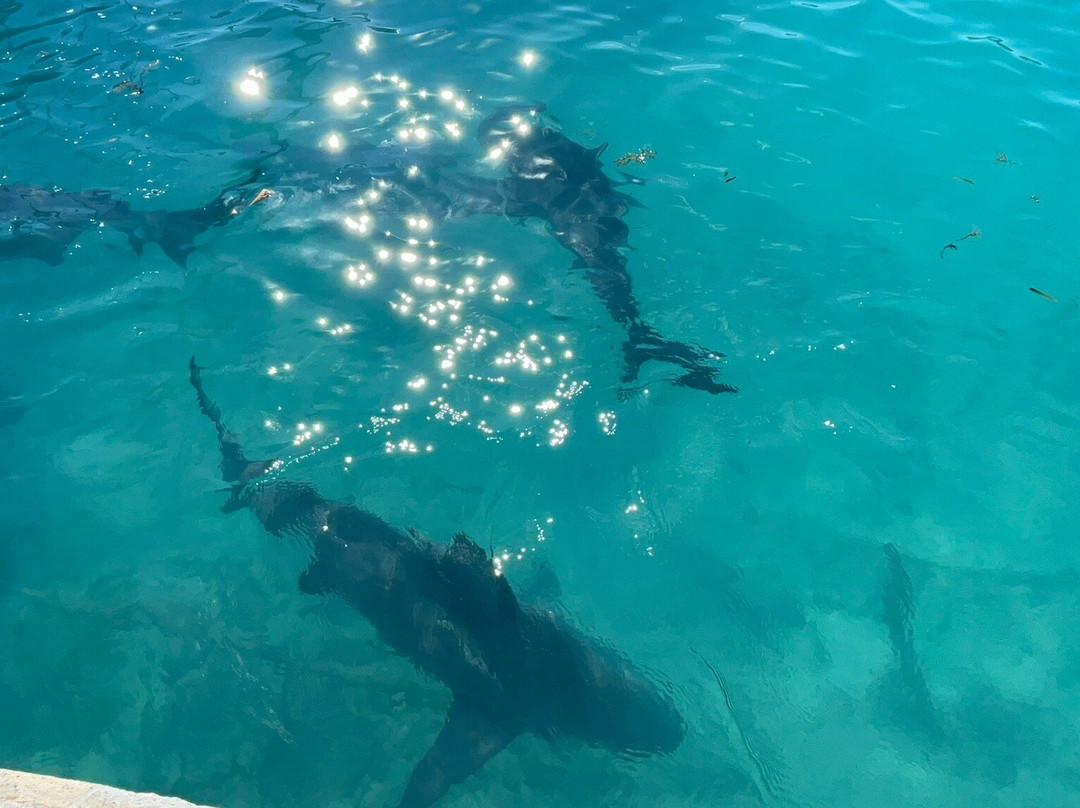 Bimini Big Game Club景点图片