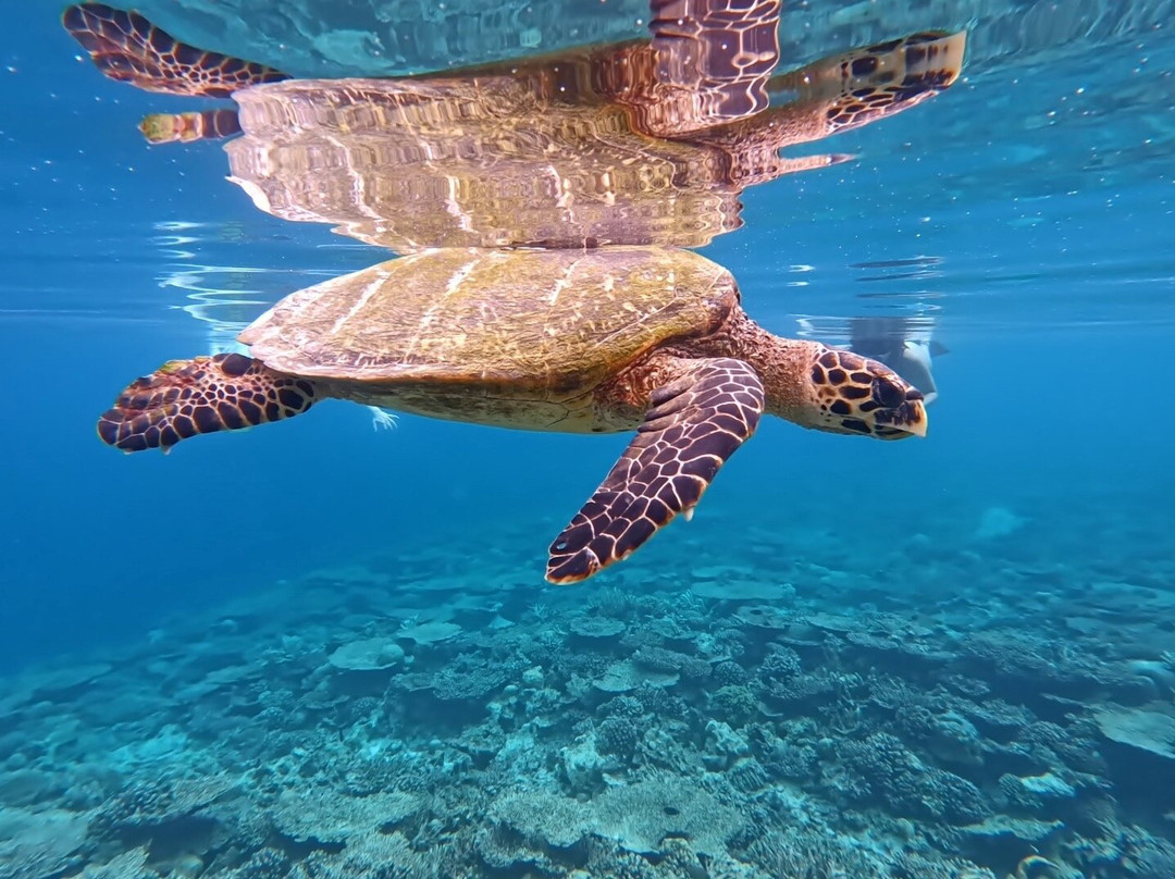 Atlantis Tours & Excursions景点图片