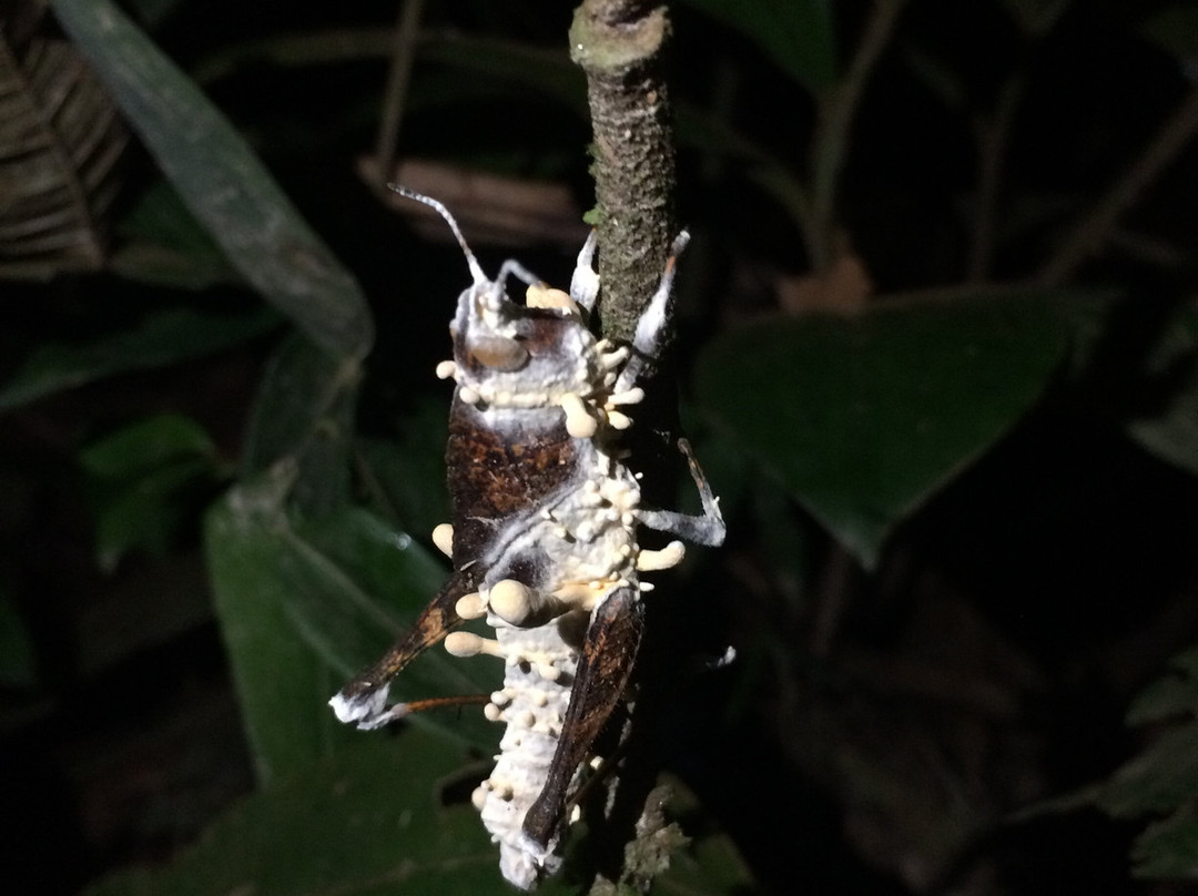 Amaselva Tours - Colombia Amazon-莱蒂西亚必去景点