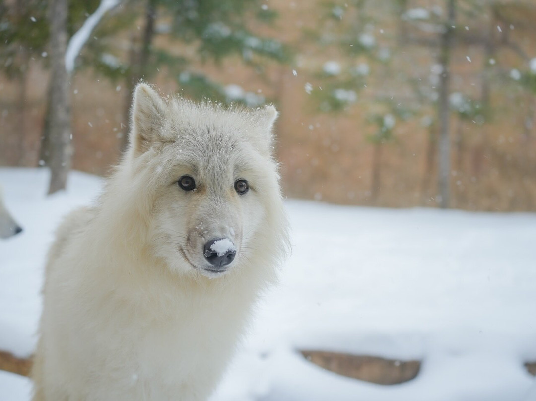 Nasu Animal Kingdom