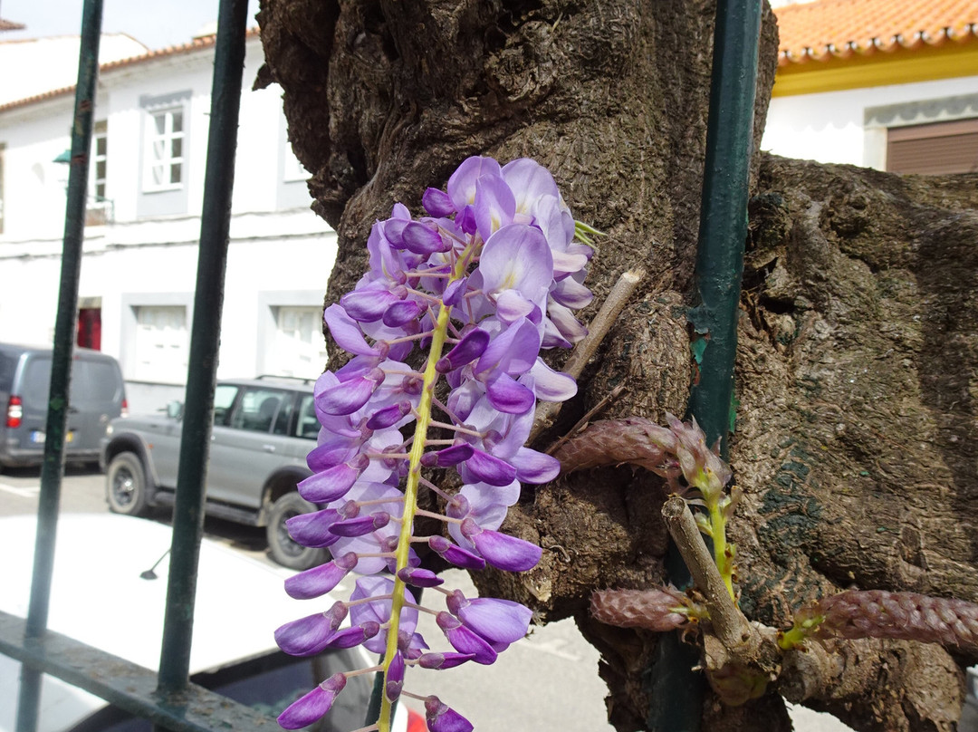 Jardim da Praca Publica景点图片