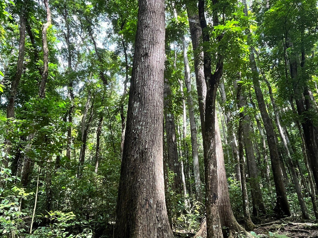 Man-made Mahogany forest景点图片