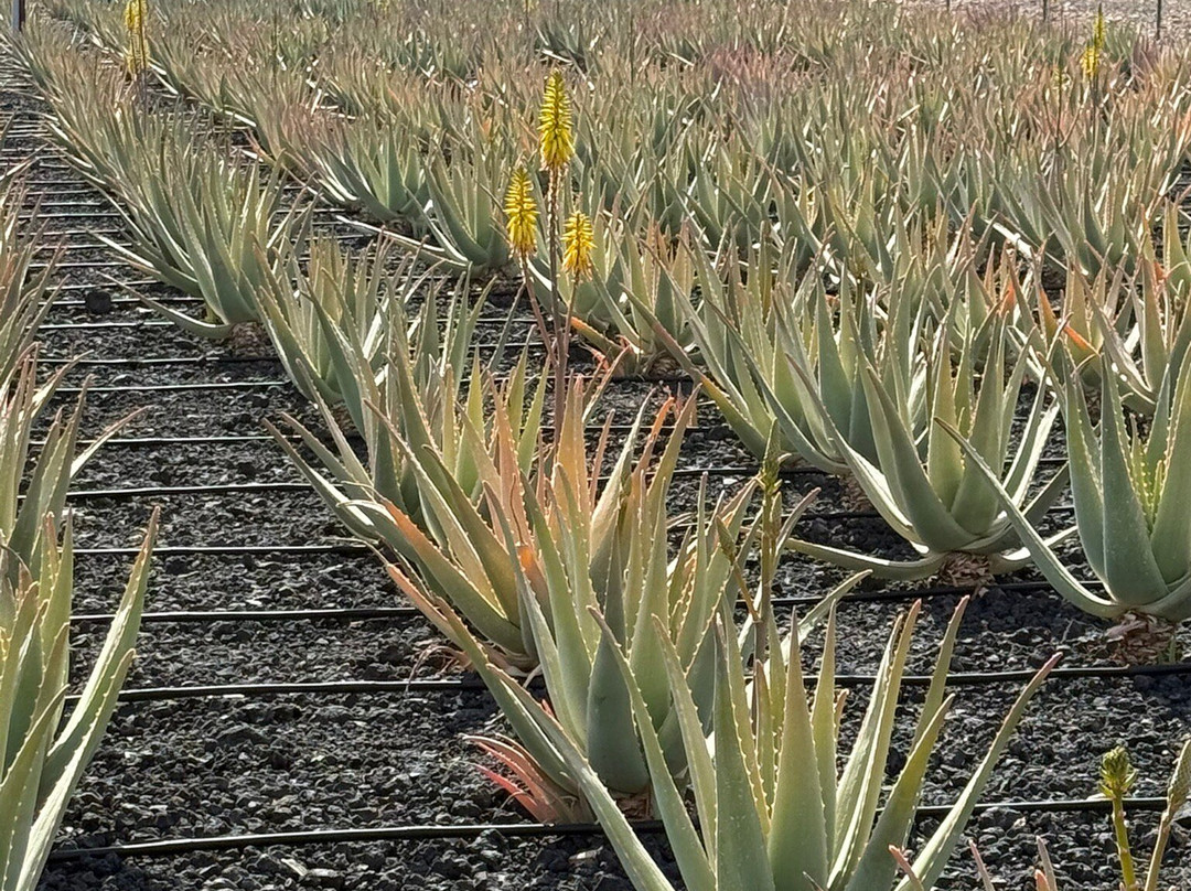 Finca Canarias Aloe Vera景点图片