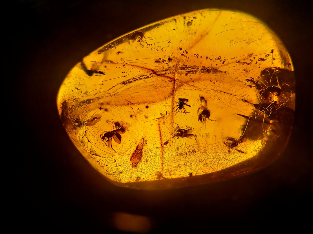 Australian Fossil and Mineral Museum景点图片