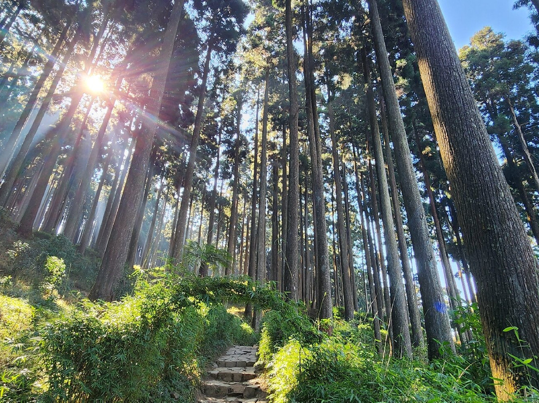 Lamahatta-大吉岭必去景点