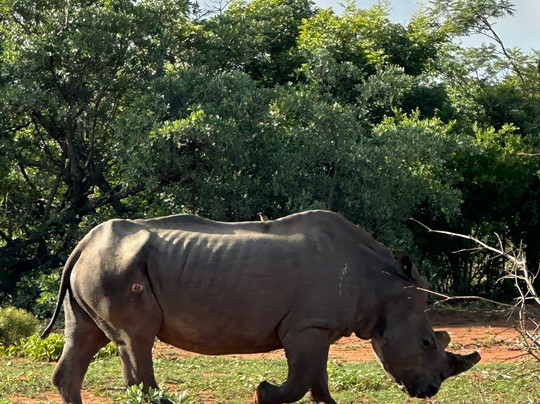 Laluka Safari Lodge主图