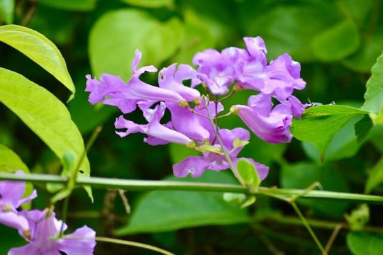 Guanacaste Wildlife Monitoring-利比里亚必去景点