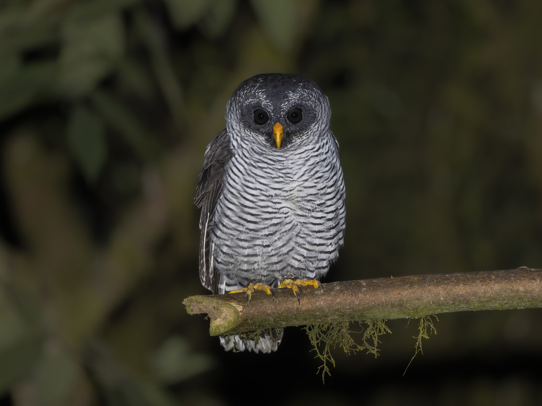 Refugio Paz de las Aves主图