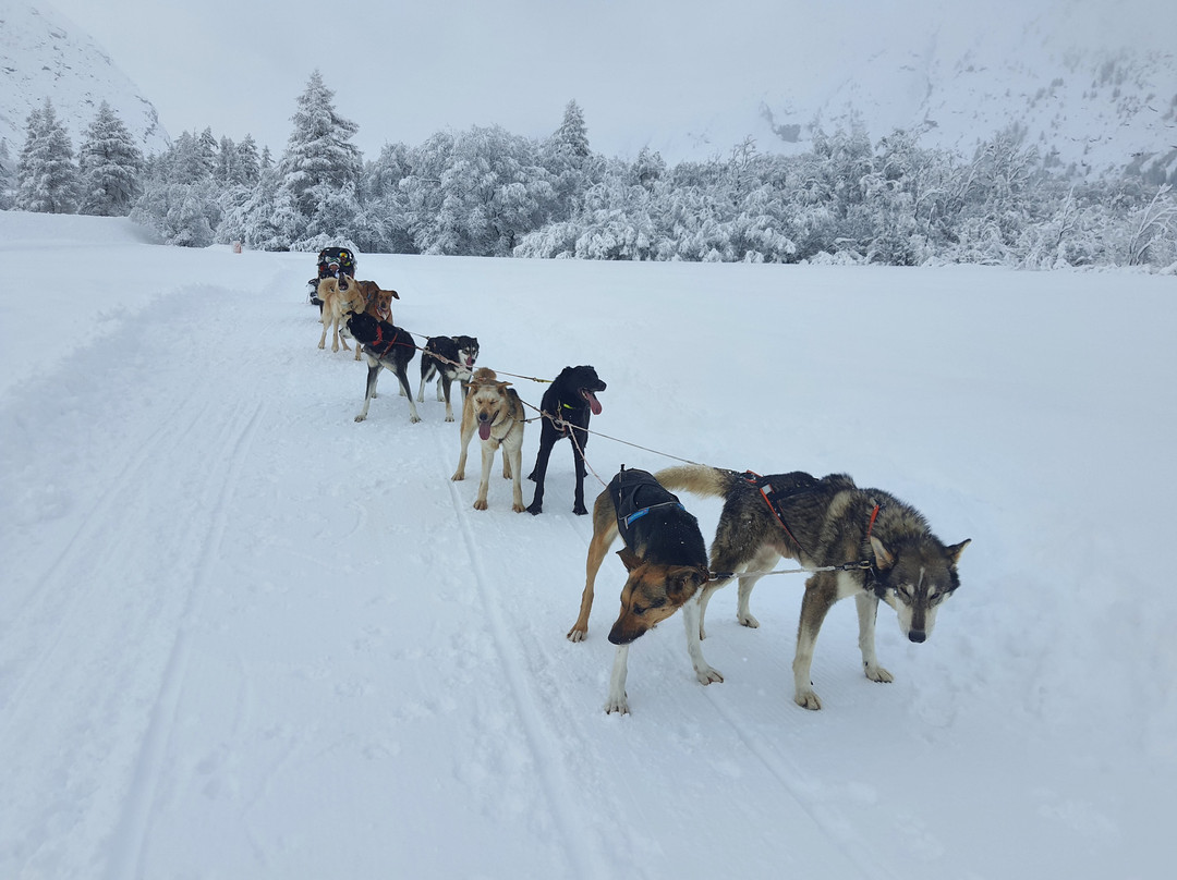 Husky Adventure景点图片