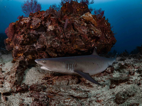 Parque Nacional Natural Gorgona