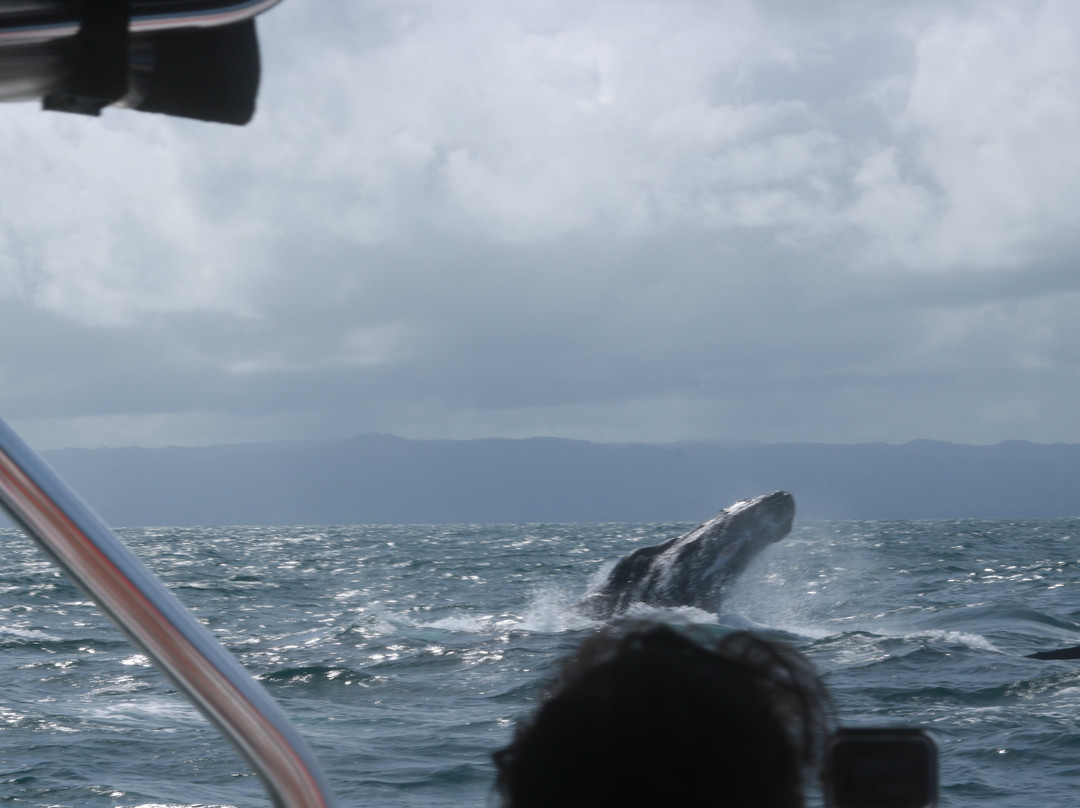 Samana Bay-萨马纳半岛必去景点