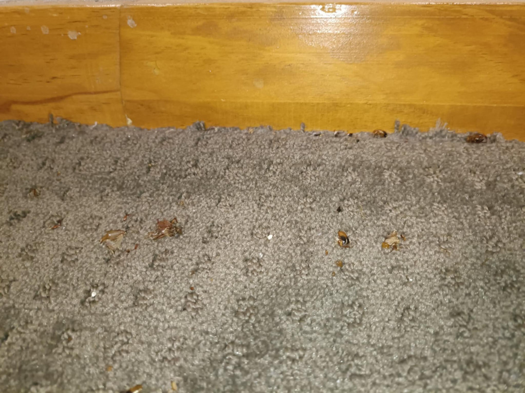 Willows Motel Goulburn主图