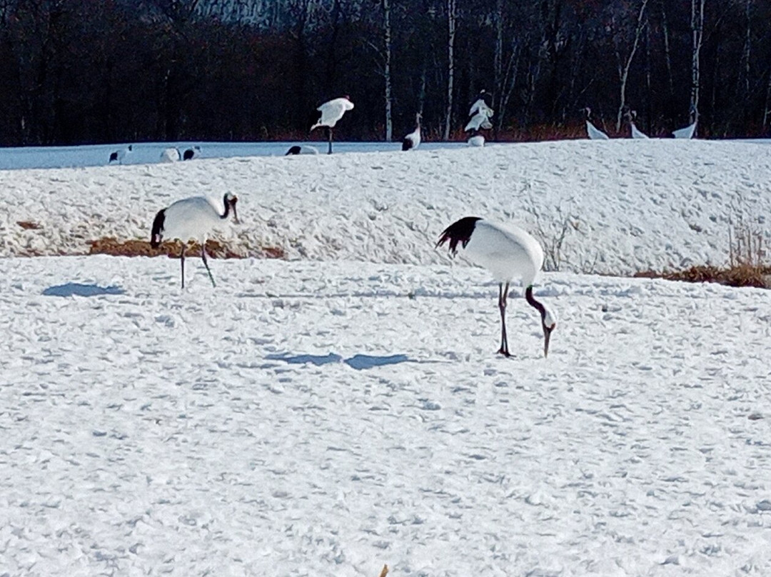 Akan International Crane Centre-钏路市必去景点