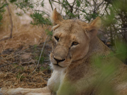 Safari In Kenya Con Batman E Gianni-瓦塔木必去景点