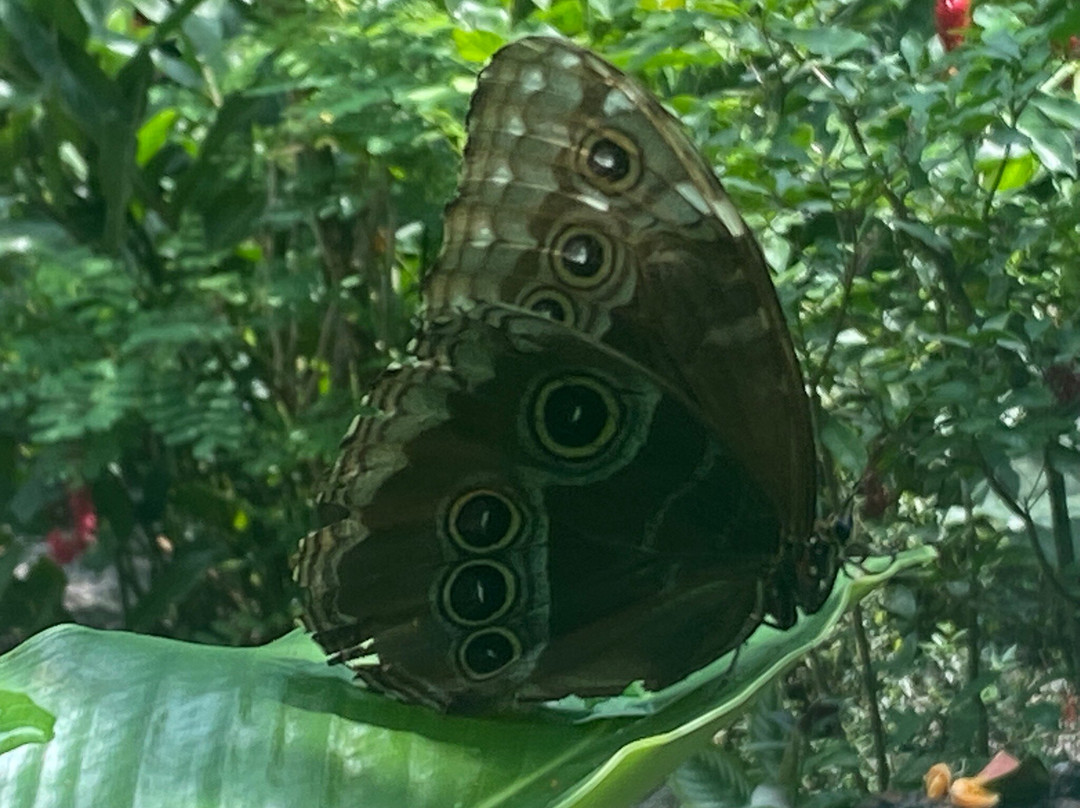 Royal Butterflies景点图片