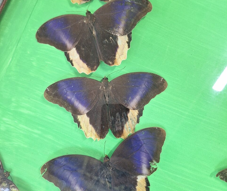 Butterfly Conservatory - Arenal景点图片