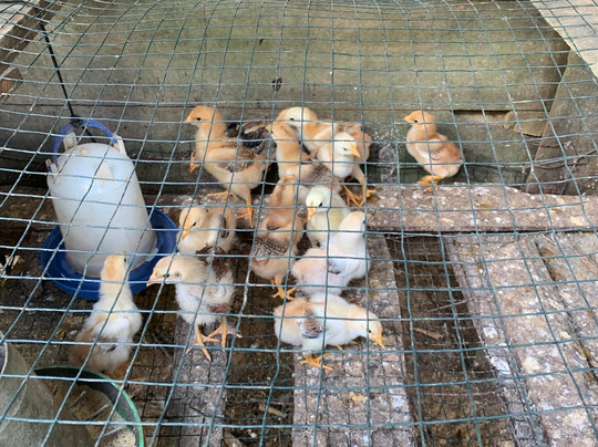 Manakin Tours-圣特雷莎必去景点