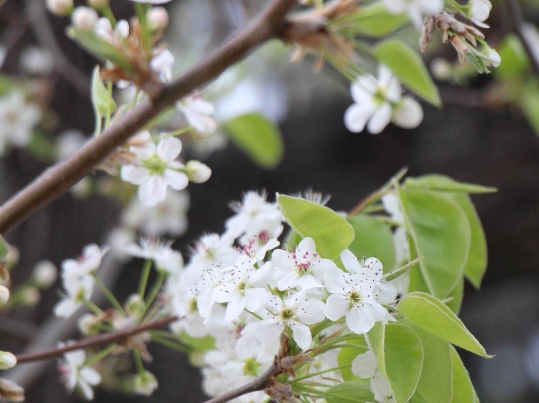 The Bergson, Bw Signature Collection主图