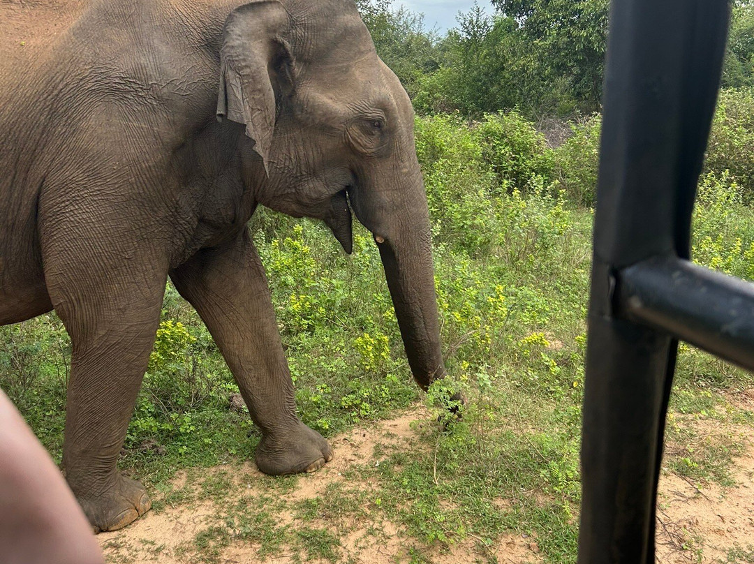 Niluka Safari景点图片