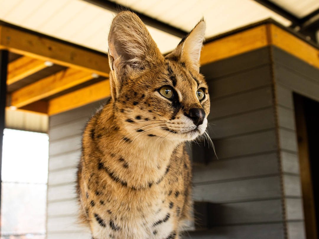 Tiger Creek Animal Sanctuary-泰勒必去景点